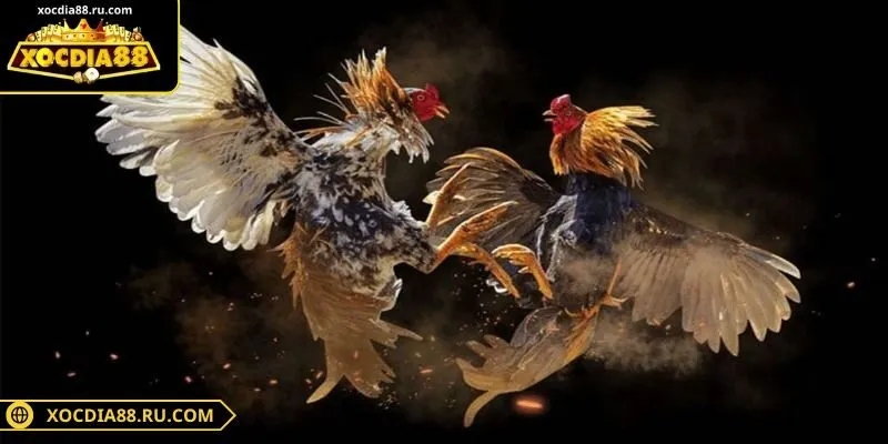 Kèo Wala tạo ra mức lợi nhuận cực khủng