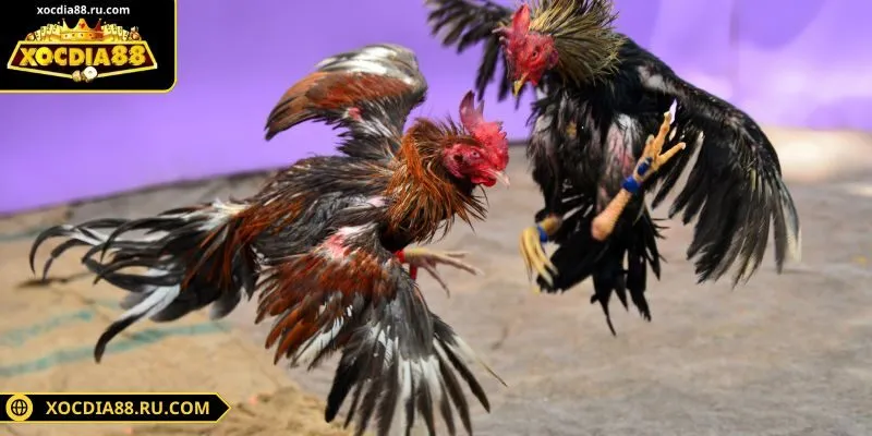 Sảnh cược WS168 đa dạng kèo và linh động từng trận đấu