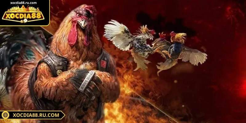 Đặt cược cần có tính toán kỹ lưỡng, dựa trên dữ liệu phân tích