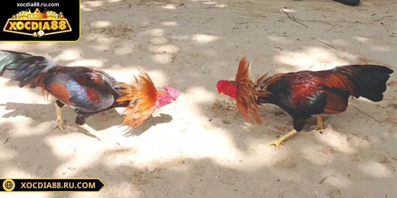 Kèo Wala dành cho chiến kê yếu thế hơn