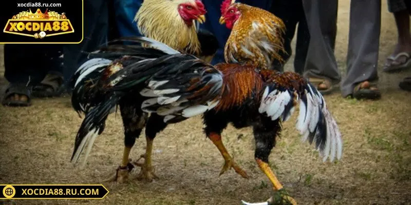 Sảnh Digmaan tích hợp kèo cược và trực tiếp trận đấu