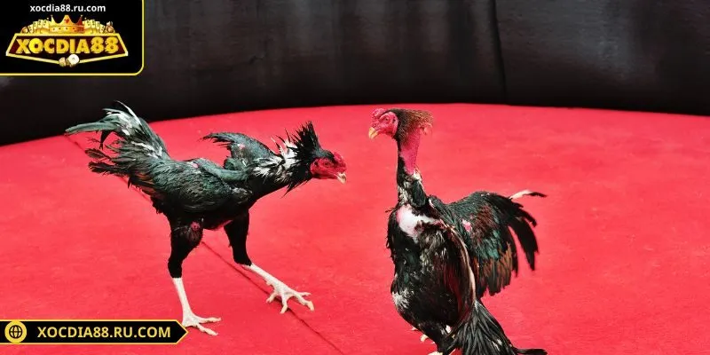 Cựa sắt giúp tăng sát thương và trận đấu kịch tính hơn