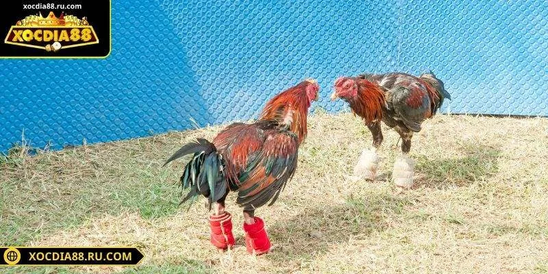 Sảnh SV388 cung cấp bảng thông tin chiến kê chi tiết