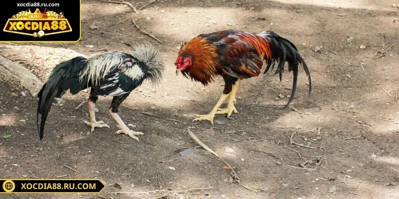 Dữ liệu trận đấu dùng để phân tích và dự đoán trận kế tiếp