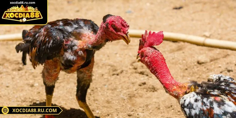 Cựa sắt được dùng trong thi đấu để tăng thêm phần kịch tính