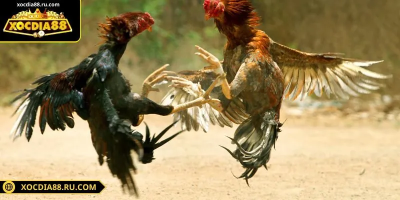 Hệ thống bảo mật cho từng trận đấu và kèo cược