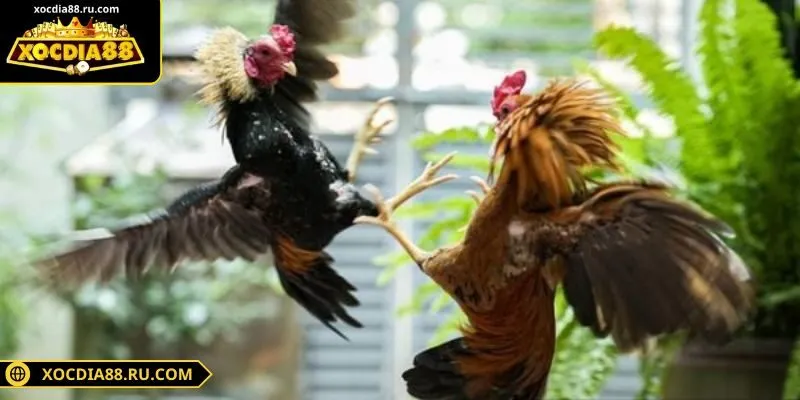 Sảnh WS168 thiết kế chất lượng video sắc nét, âm thanh chân thật